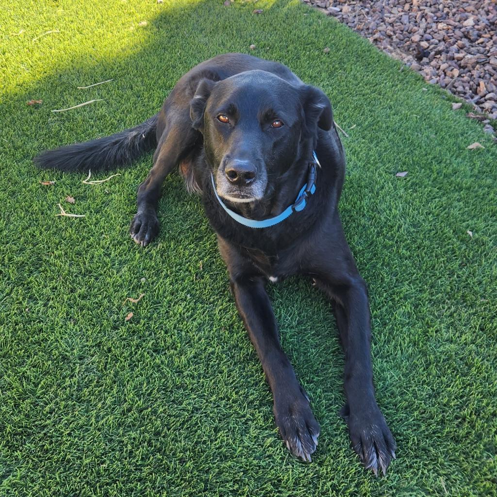 Harley (Courtesy Listing), an adoptable Black Labrador Retriever in Prescott, AZ, 86304 | Photo Image 1