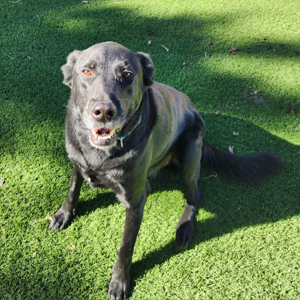 Harley (Courtesy Listing), an adoptable Black Labrador Retriever in Prescott, AZ, 86304 | Photo Image 2