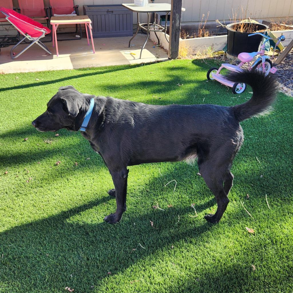 Harley (Courtesy Listing), an adoptable Black Labrador Retriever in Prescott, AZ, 86304 | Photo Image 3