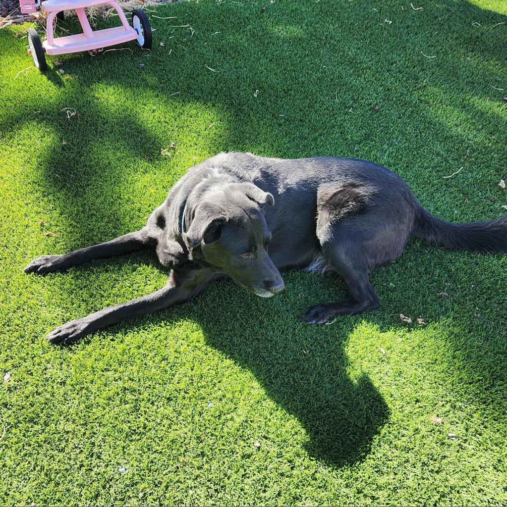 Harley (Courtesy Listing), an adoptable Black Labrador Retriever in Prescott, AZ, 86304 | Photo Image 4