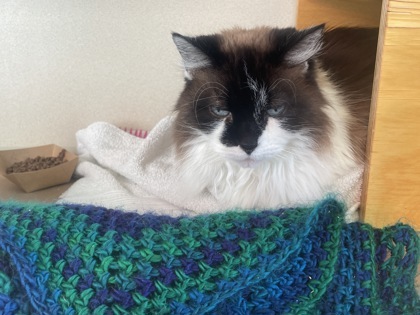 Morra, an adoptable Ragdoll, Domestic Short Hair in Bellevue, WA, 98005 | Photo Image 1