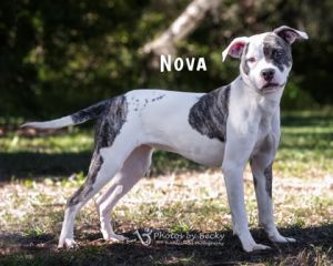 Nova