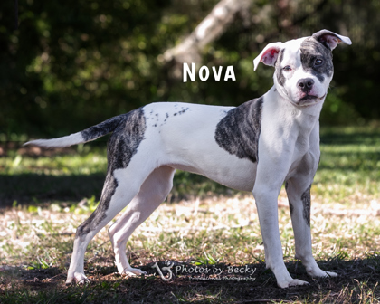 Nova 1