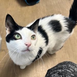 Cooper, Adult Male Domestic Short Hair
