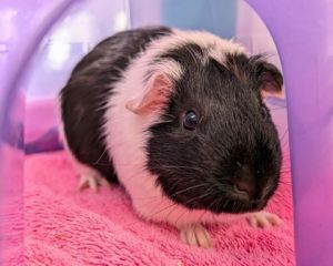 Ghost, Adult Male Guinea Pig