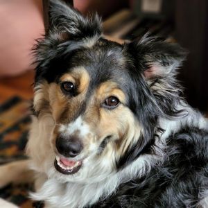 Allie, Adult Female Australian Shepherd