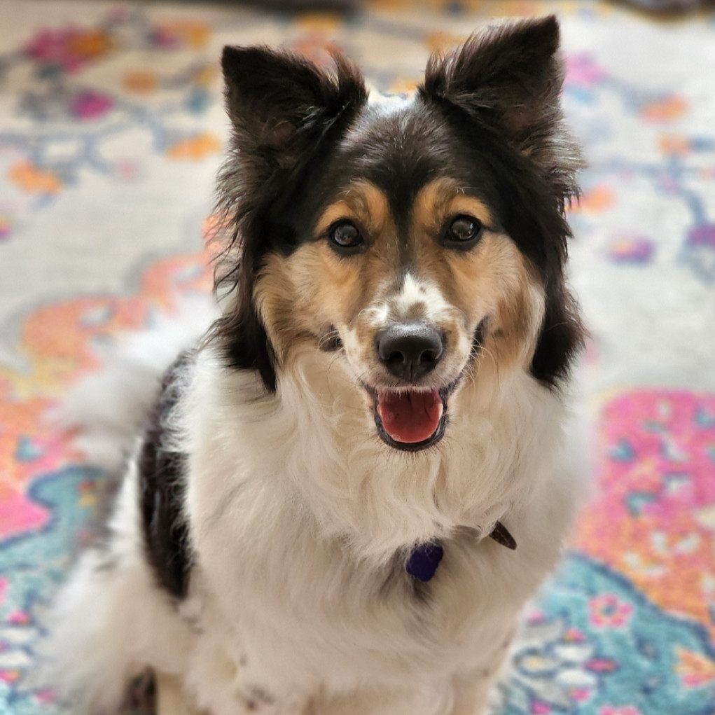 Allie, an adoptable Australian Shepherd in Ada, MN, 56510 | Photo Image 2