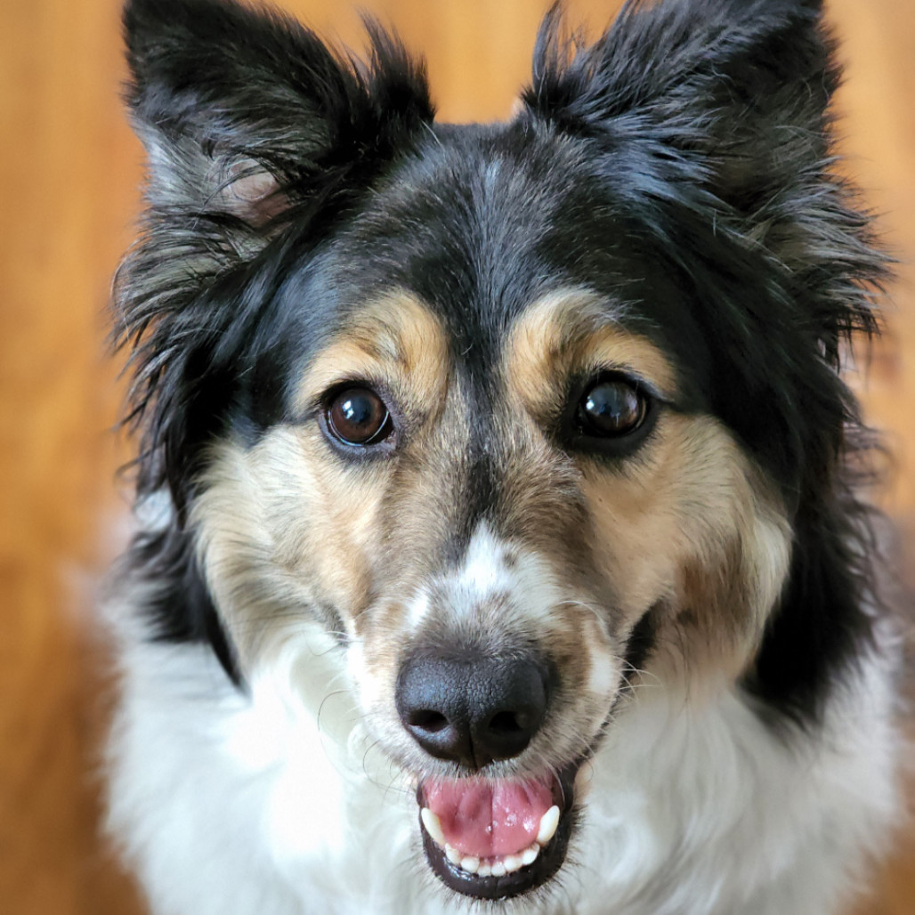 Allie, an adoptable Australian Shepherd in Ada, MN, 56510 | Photo Image 3