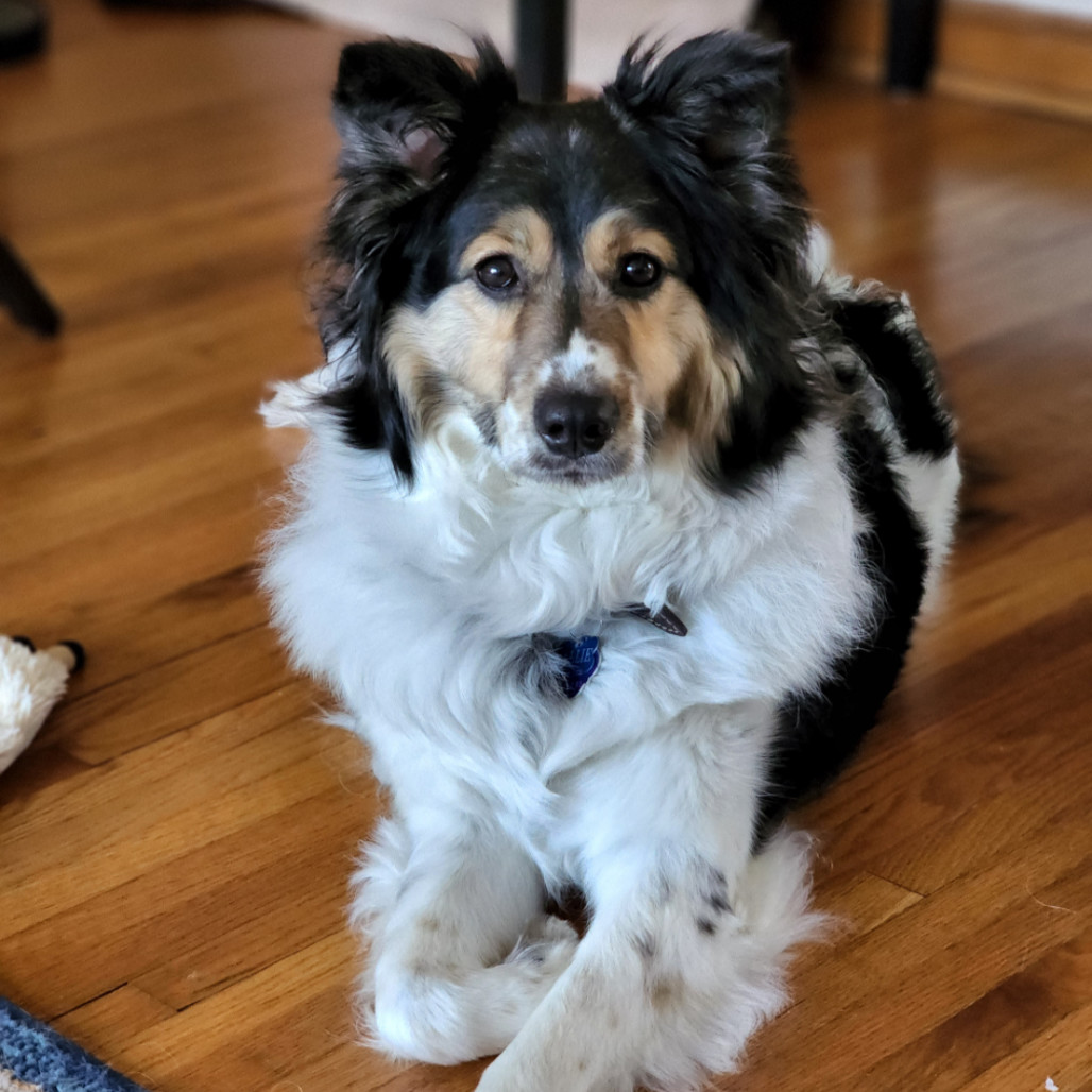 Allie, an adoptable Australian Shepherd in Ada, MN, 56510 | Photo Image 4