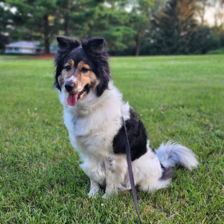 Allie, an adoptable Australian Shepherd in Ada, MN, 56510 | Photo Image 5