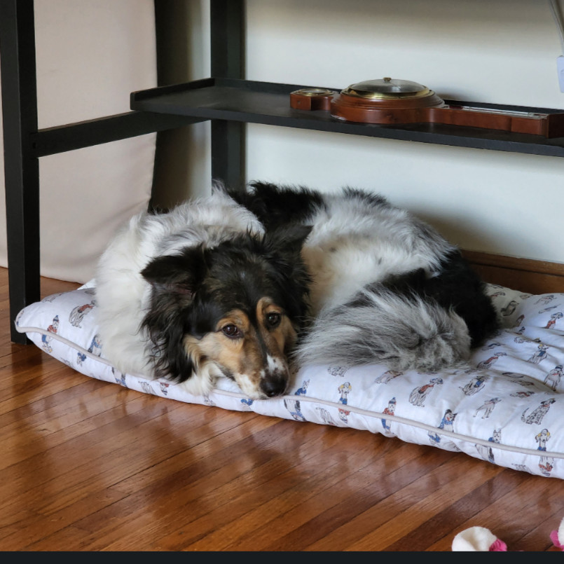 Allie, an adoptable Australian Shepherd in Ada, MN, 56510 | Photo Image 6