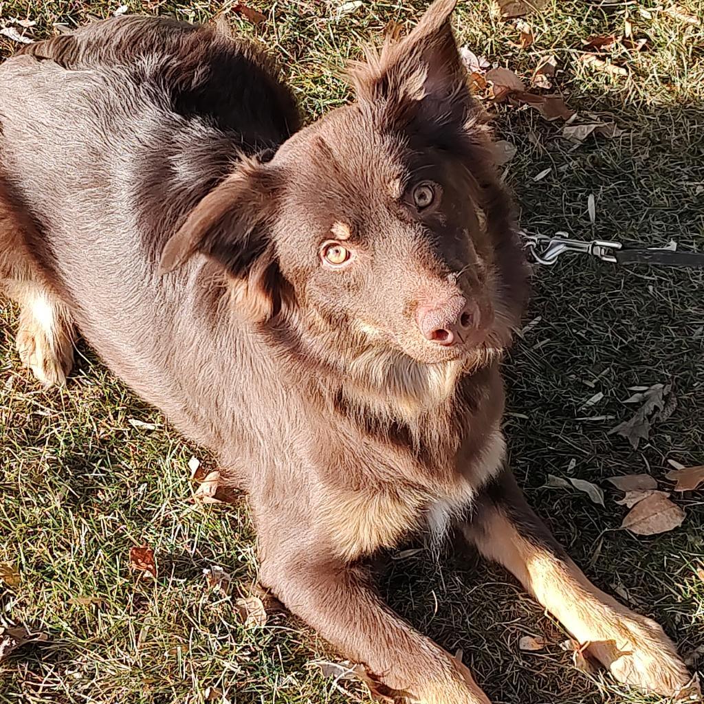 Red Raven, an adoptable Australian Shepherd in Ada, MN, 56510 | Photo Image 1