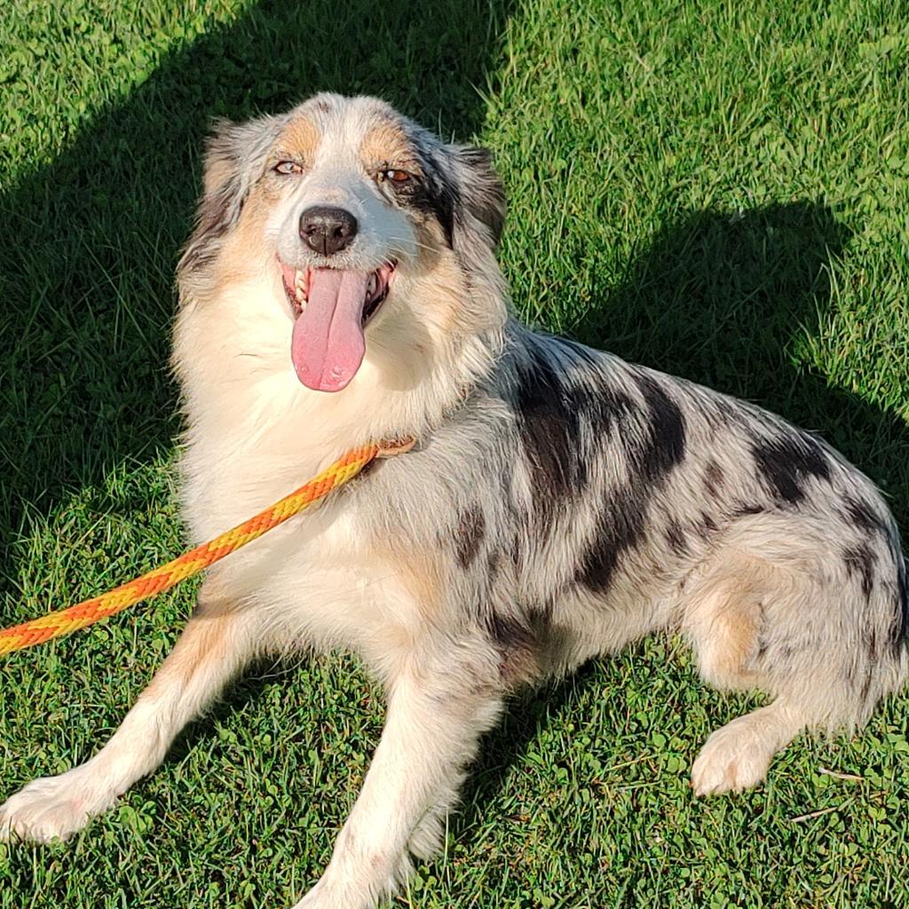 Charli, an adoptable Australian Shepherd in Ada, MN, 56510 | Photo Image 1
