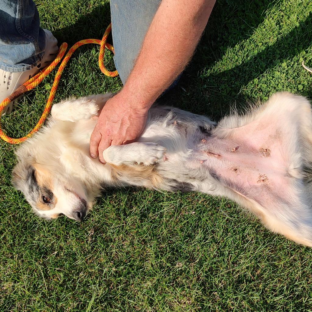 Charli, an adoptable Australian Shepherd in Ada, MN, 56510 | Photo Image 2