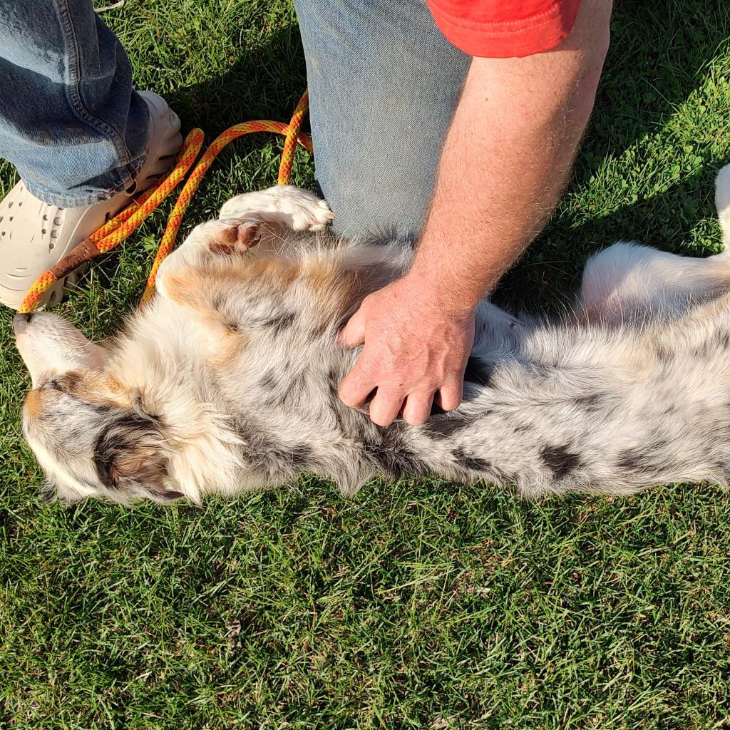 Charli, an adoptable Australian Shepherd in Ada, MN, 56510 | Photo Image 3