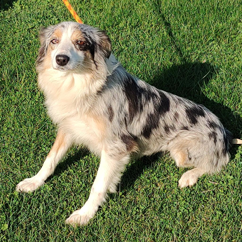 Charli, an adoptable Australian Shepherd in Ada, MN, 56510 | Photo Image 4
