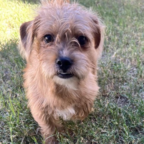 Dean, an adoptable Terrier, Mixed Breed in Laredo, TX, 78041 | Photo Image 1