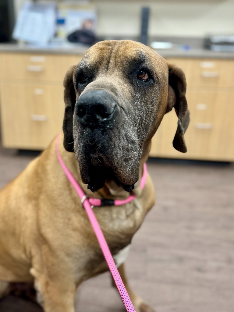 Angus, an adoptable Great Dane in Gillette, WY, 82716 | Photo Image 1