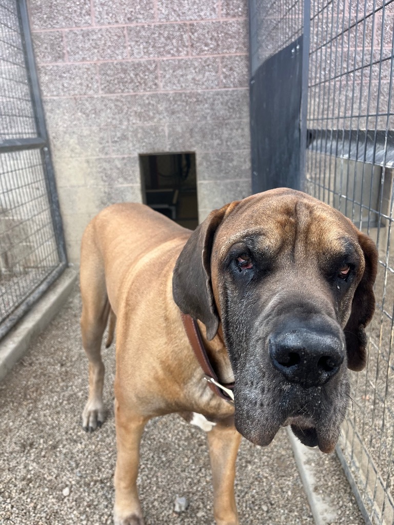 Angus, an adoptable Great Dane in Gillette, WY, 82716 | Photo Image 2