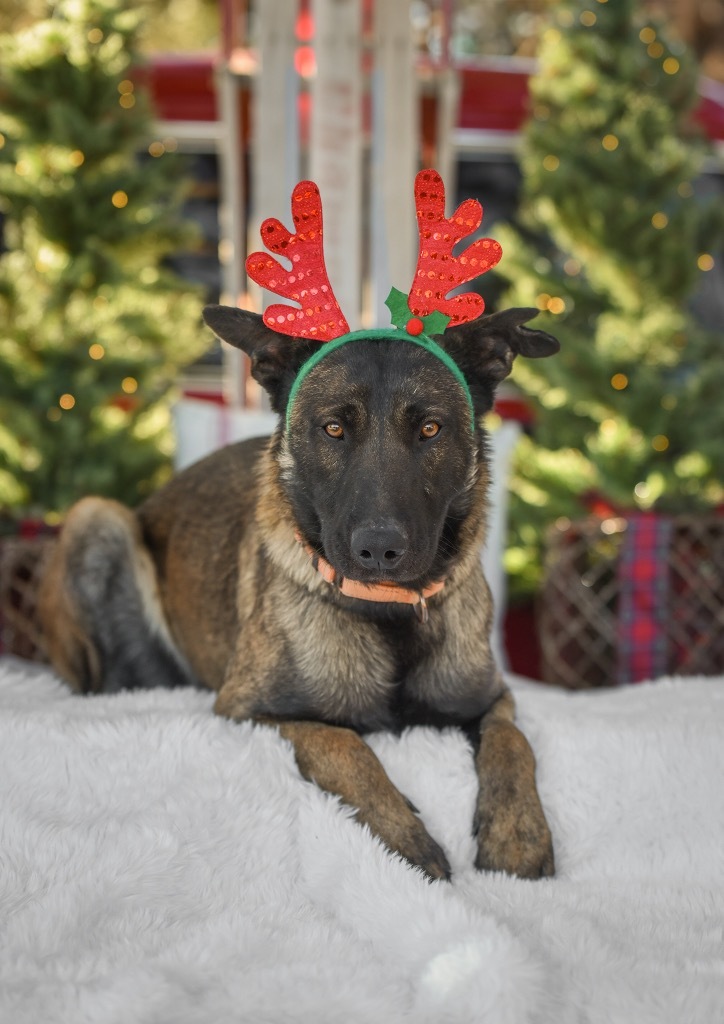 Tech, an adoptable Belgian Shepherd / Malinois in Gillette, WY, 82716 | Photo Image 1