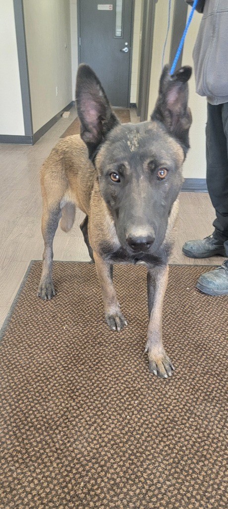 Tech, an adoptable Belgian Shepherd / Malinois in Gillette, WY, 82716 | Photo Image 2