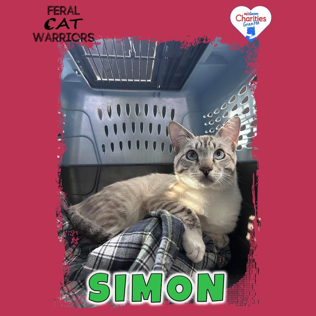 Simon, an adoptable Domestic Short Hair in Kingman, AZ, 86401 | Photo Image 1