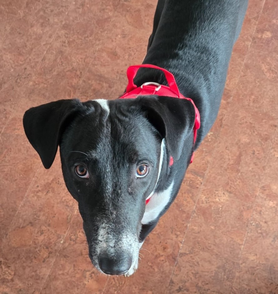 Mezcal, an adoptable Mixed Breed in San Juan de Abajo, NAY, 63732 | Photo Image 1