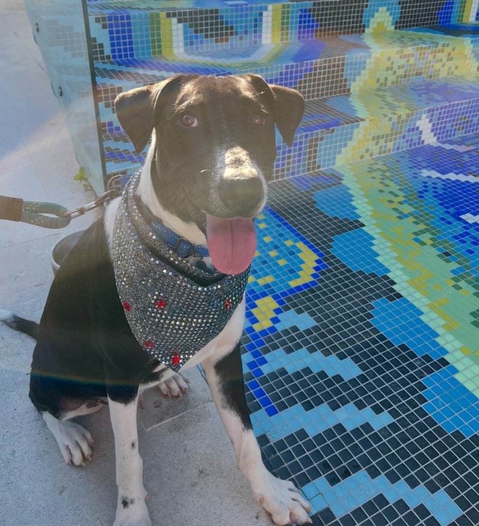Mezcal, an adoptable Mixed Breed in San Juan de Abajo, NAY, 63732 | Photo Image 2