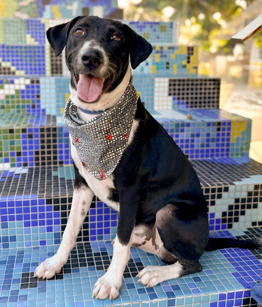 Mezcal, an adoptable Mixed Breed in San Juan de Abajo, NAY, 63732 | Photo Image 3