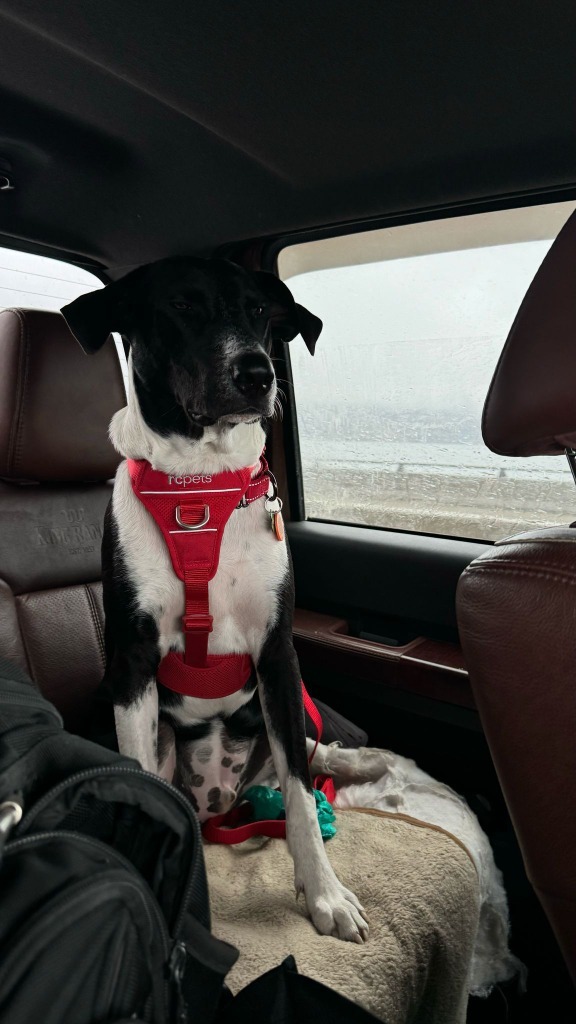 Mezcal, an adoptable Mixed Breed in San Juan de Abajo, NAY, 63732 | Photo Image 4
