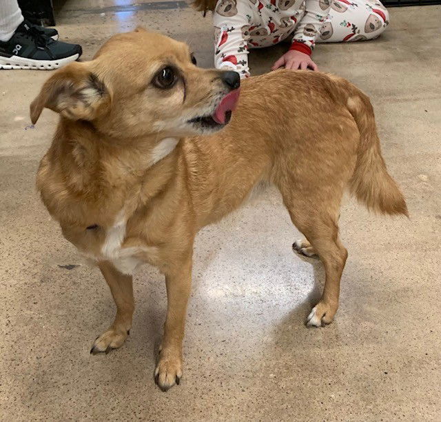 Brownie, an adoptable Chihuahua, Papillon in Crescent, OK, 73028 | Photo Image 1