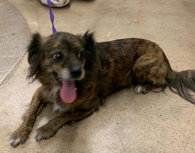 Tripod, an adoptable Chihuahua, Papillon in Crescent, OK, 73028 | Photo Image 1