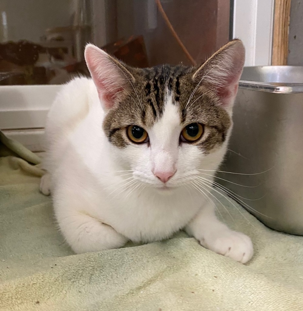 Franklin, an adoptable Domestic Short Hair in Lemoore, CA, 93245 | Photo Image 1