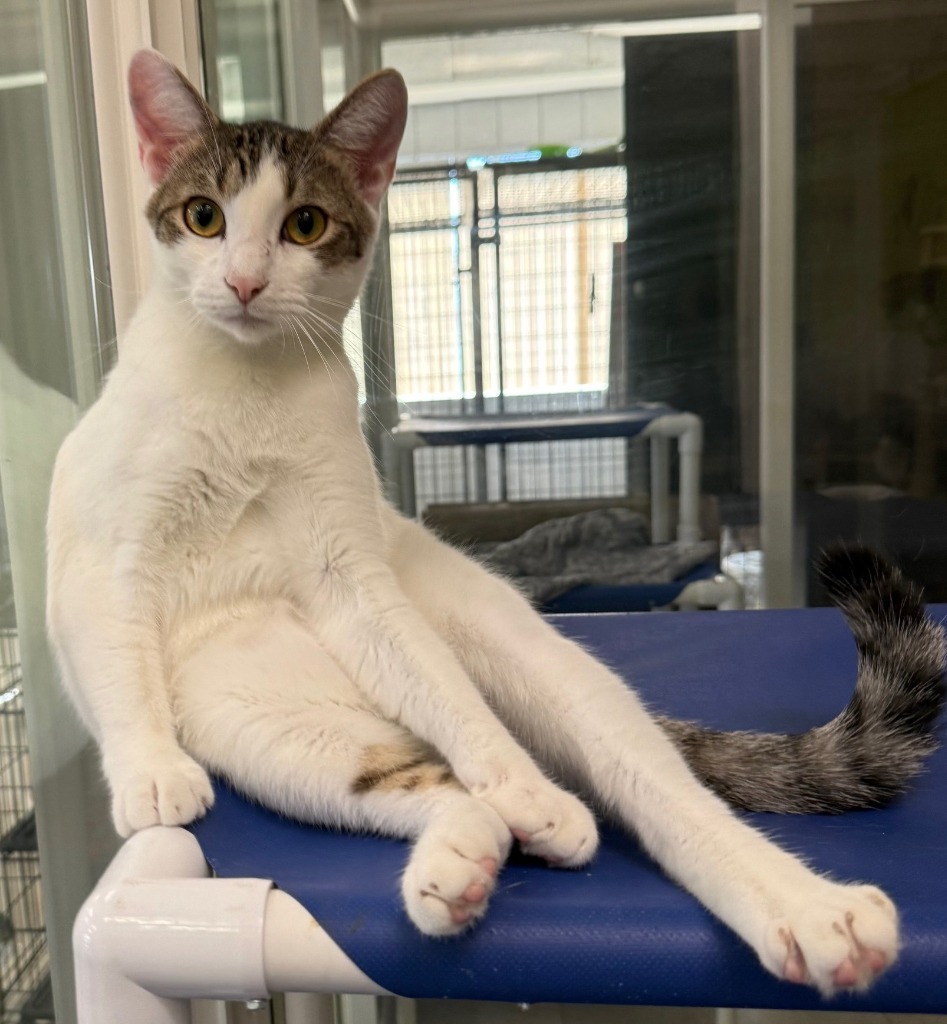 Franklin, an adoptable Domestic Short Hair in Lemoore, CA, 93245 | Photo Image 1