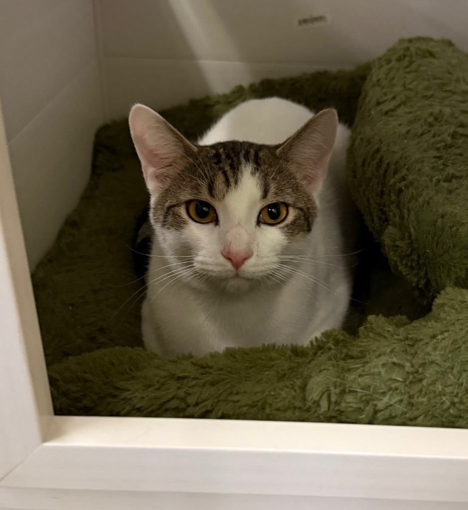 Franklin, an adoptable Domestic Short Hair in Lemoore, CA, 93245 | Photo Image 3