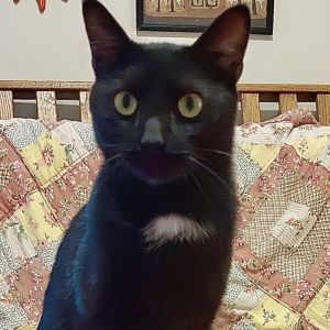Jonesy, Young Male Domestic Short Hair