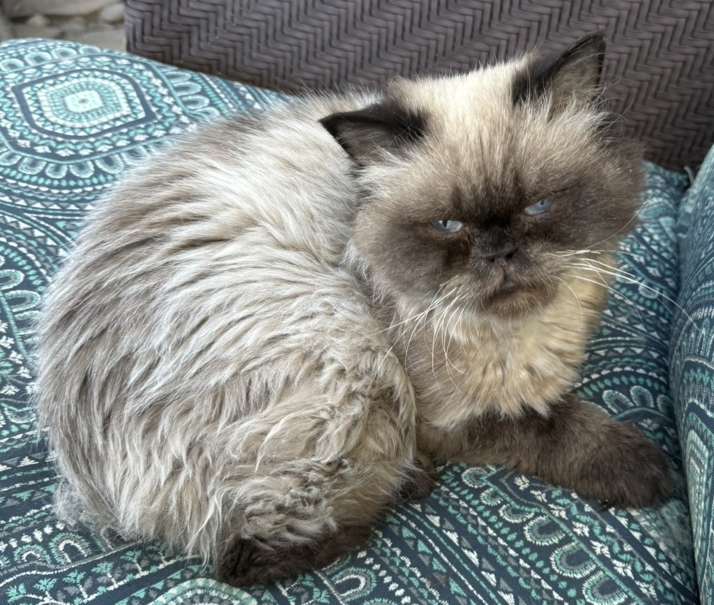 Mocha, an adoptable Himalayan in San Jacinto, CA, 92583 | Photo Image 1