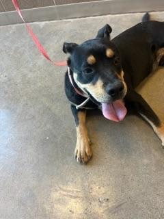 Basil/Referral, an adoptable Rottweiler in Laurel, MT, 59715 | Photo Image 1