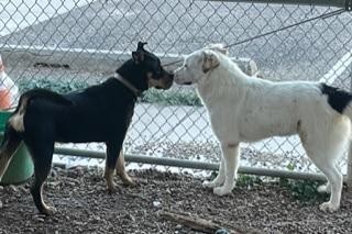 Basil/Referral, an adoptable Rottweiler in Laurel, MT, 59715 | Photo Image 3