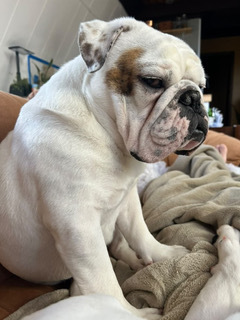 Photo of Ziggy