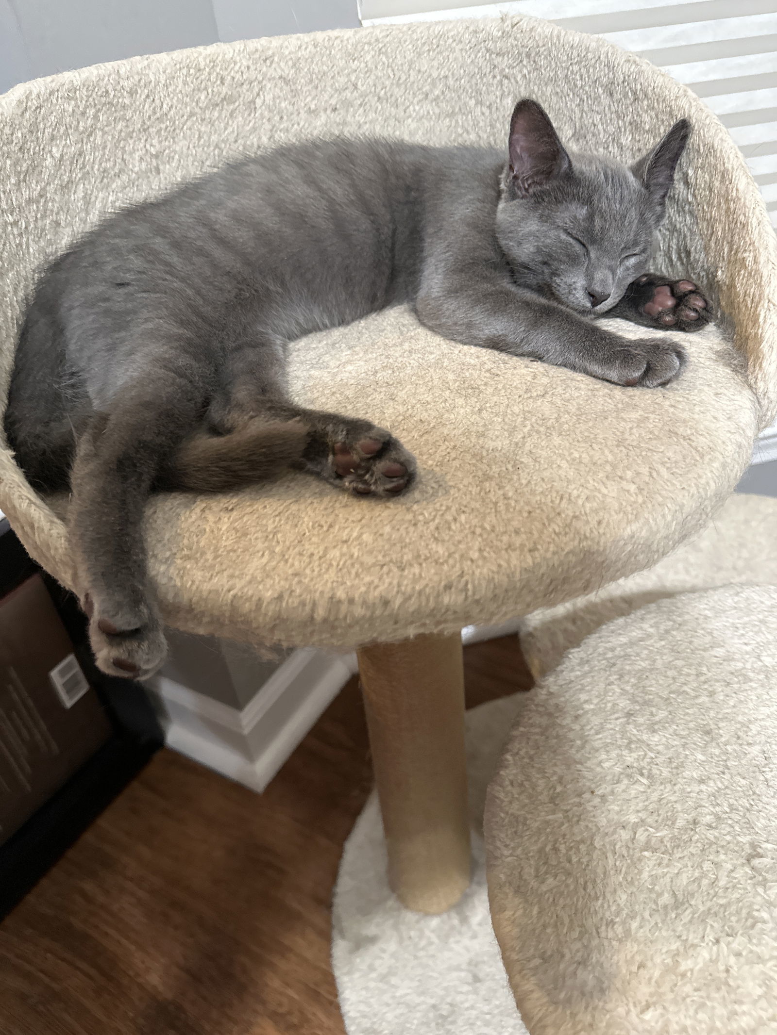 Aster, an adoptable Domestic Short Hair, Chartreux in Walled Lake, MI, 48390 | Photo Image 1