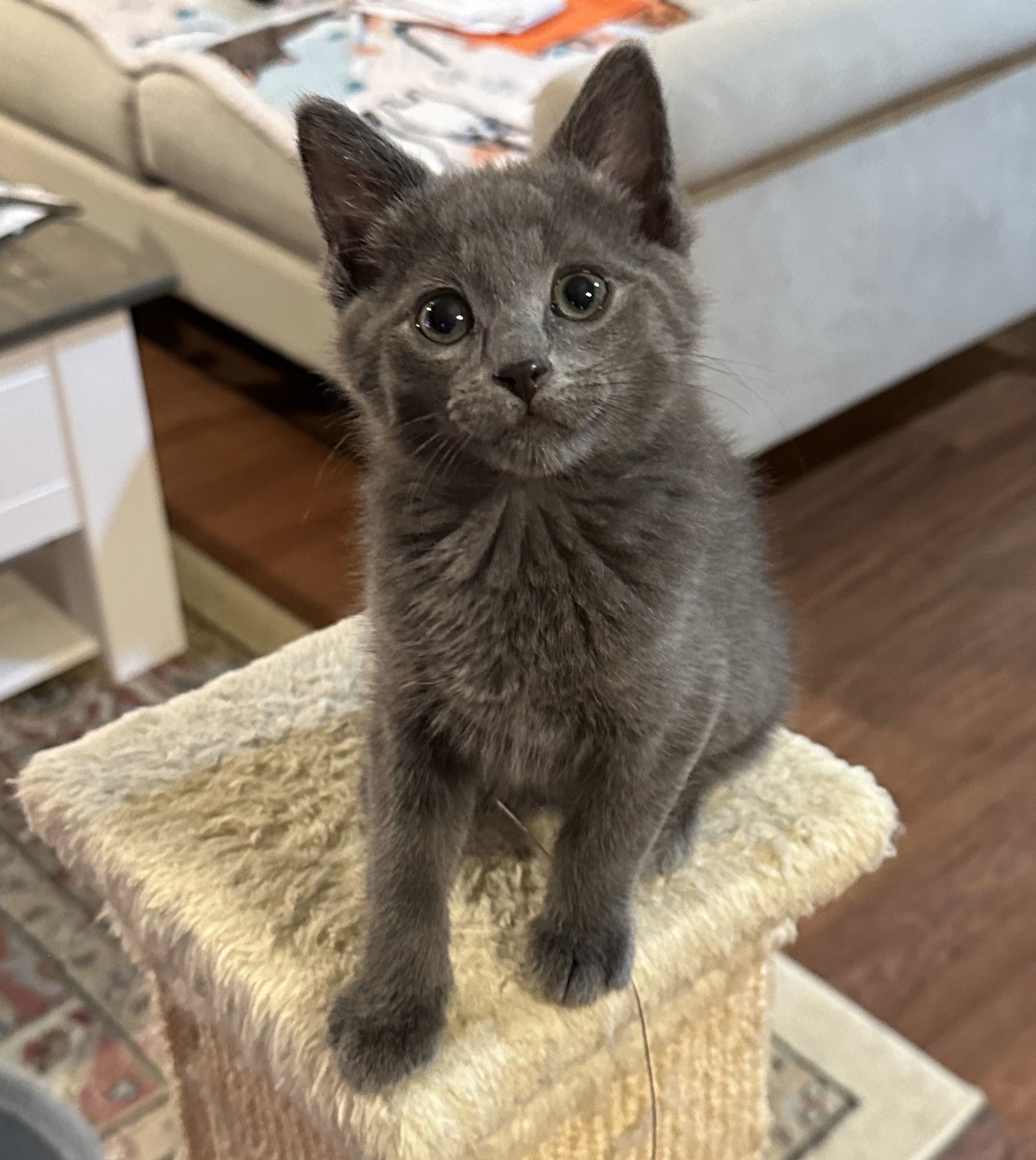 Aster, an adoptable Domestic Short Hair, Chartreux in Walled Lake, MI, 48390 | Photo Image 2