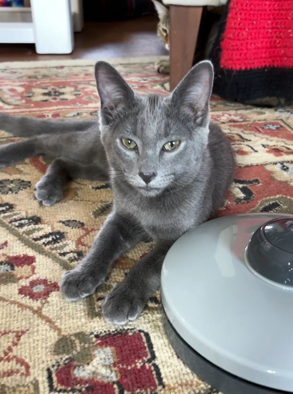 Aster, an adoptable Domestic Short Hair, Chartreux in Walled Lake, MI, 48390 | Photo Image 3