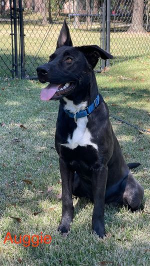 Photo of Auggie Lonestar