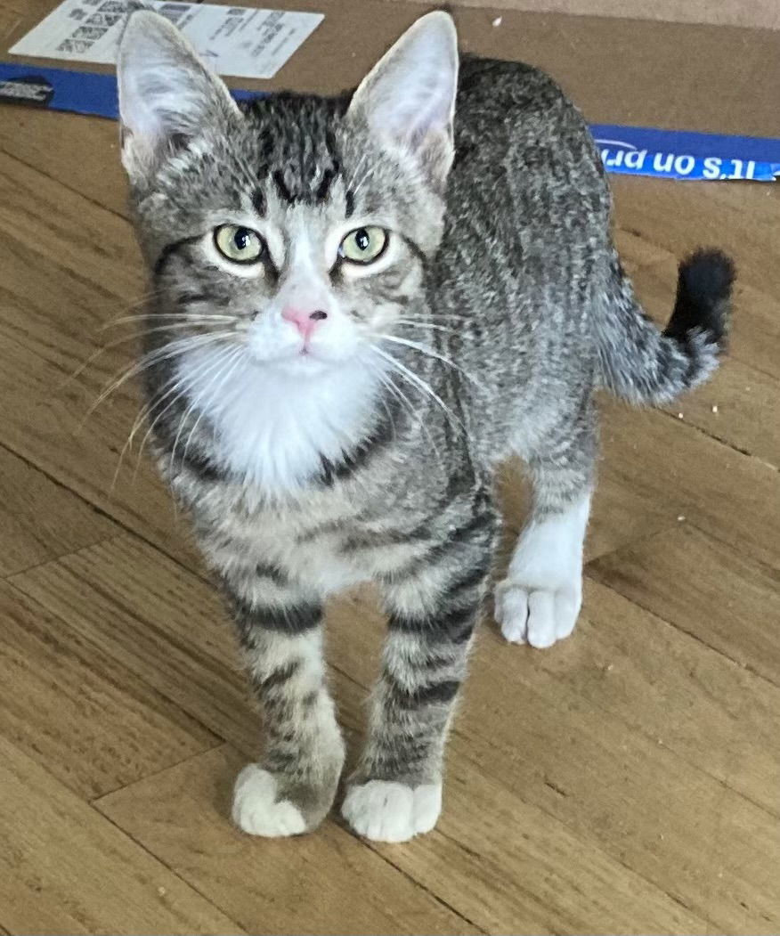 Orzo, an adoptable Domestic Short Hair in Laramie, WY, 82073 | Photo Image 2