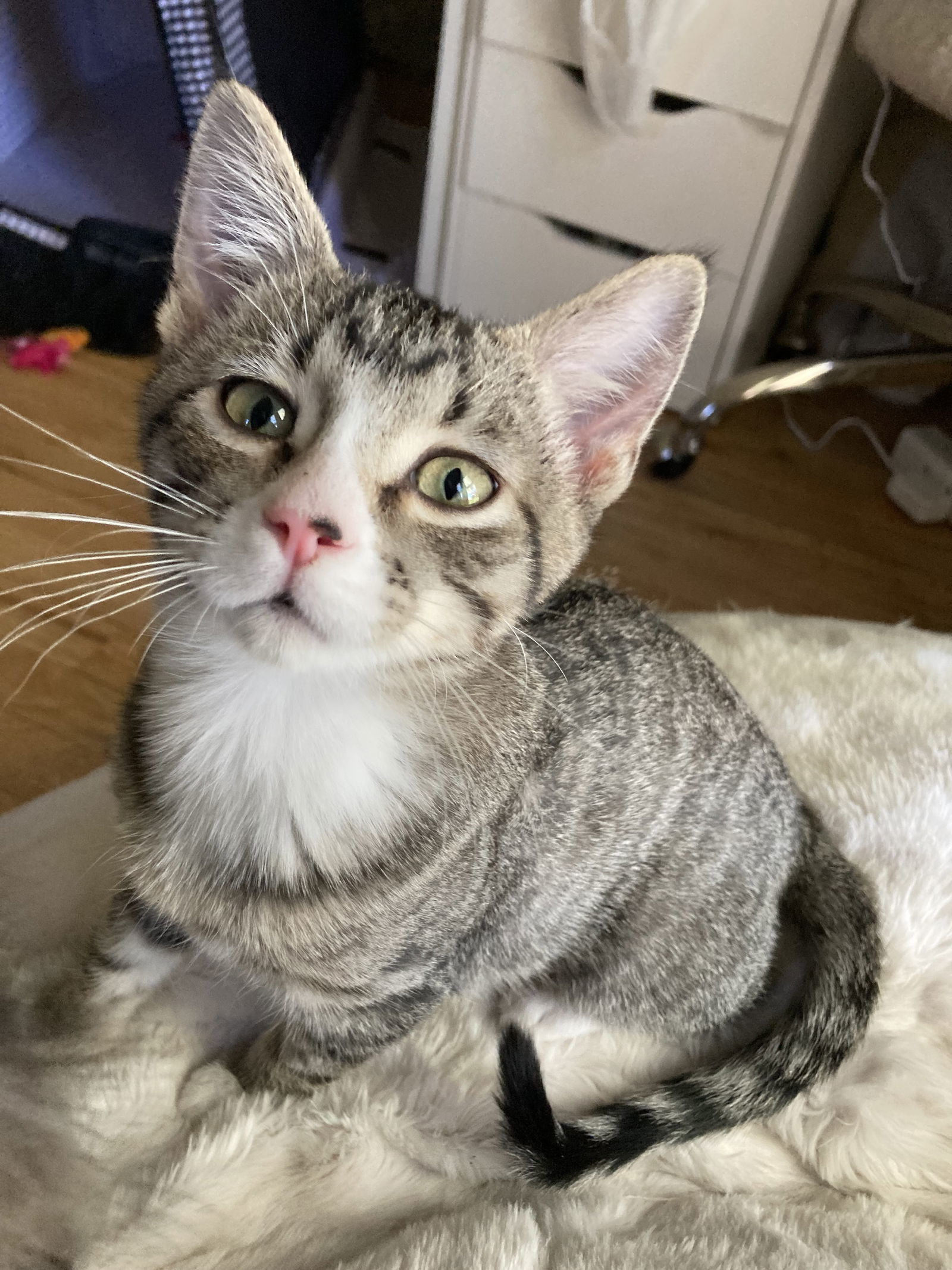 Orzo, an adoptable Domestic Short Hair in Laramie, WY, 82073 | Photo Image 3