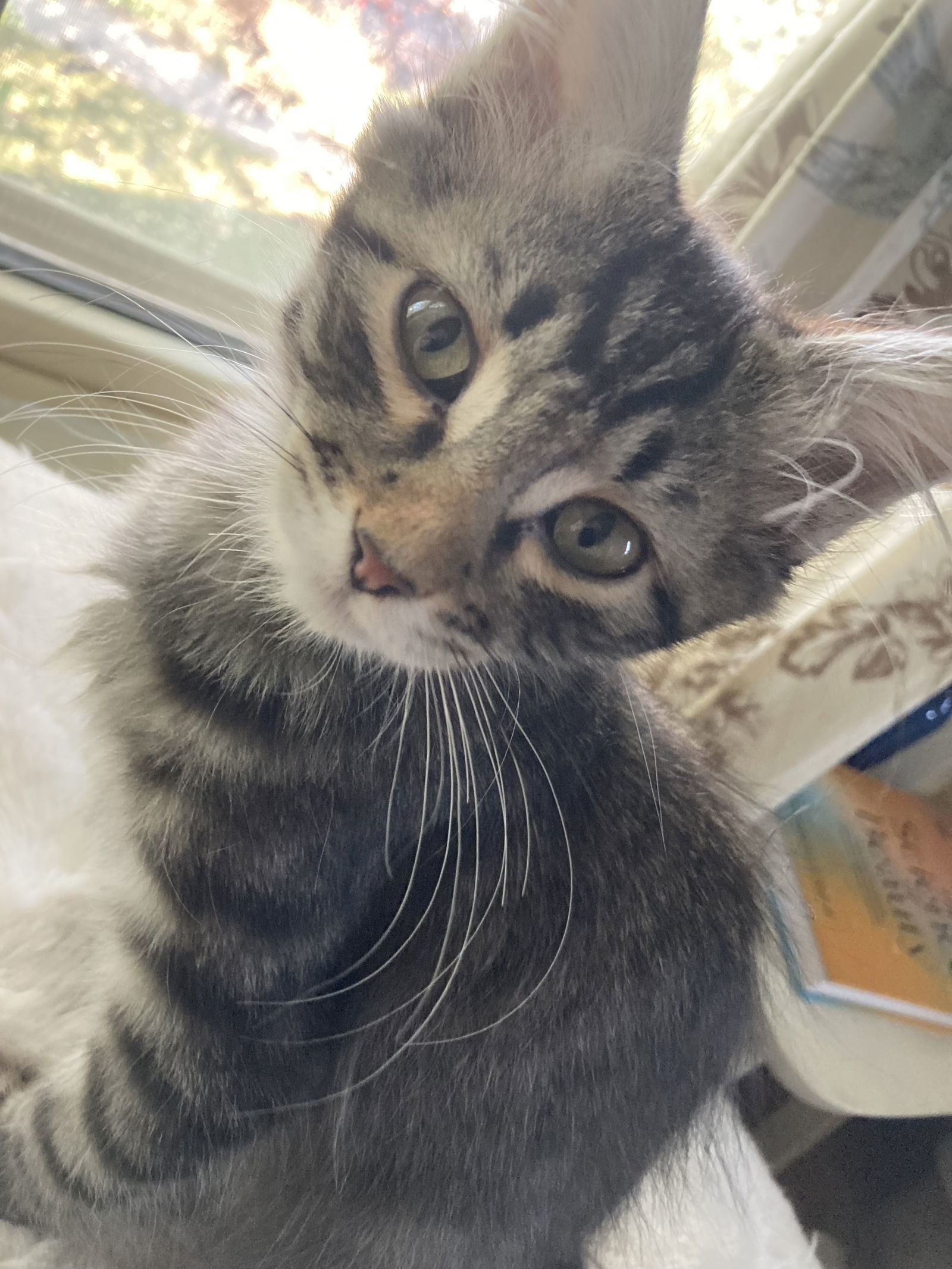 Ravioli, an adoptable Domestic Medium Hair in Laramie, WY, 82073 | Photo Image 1