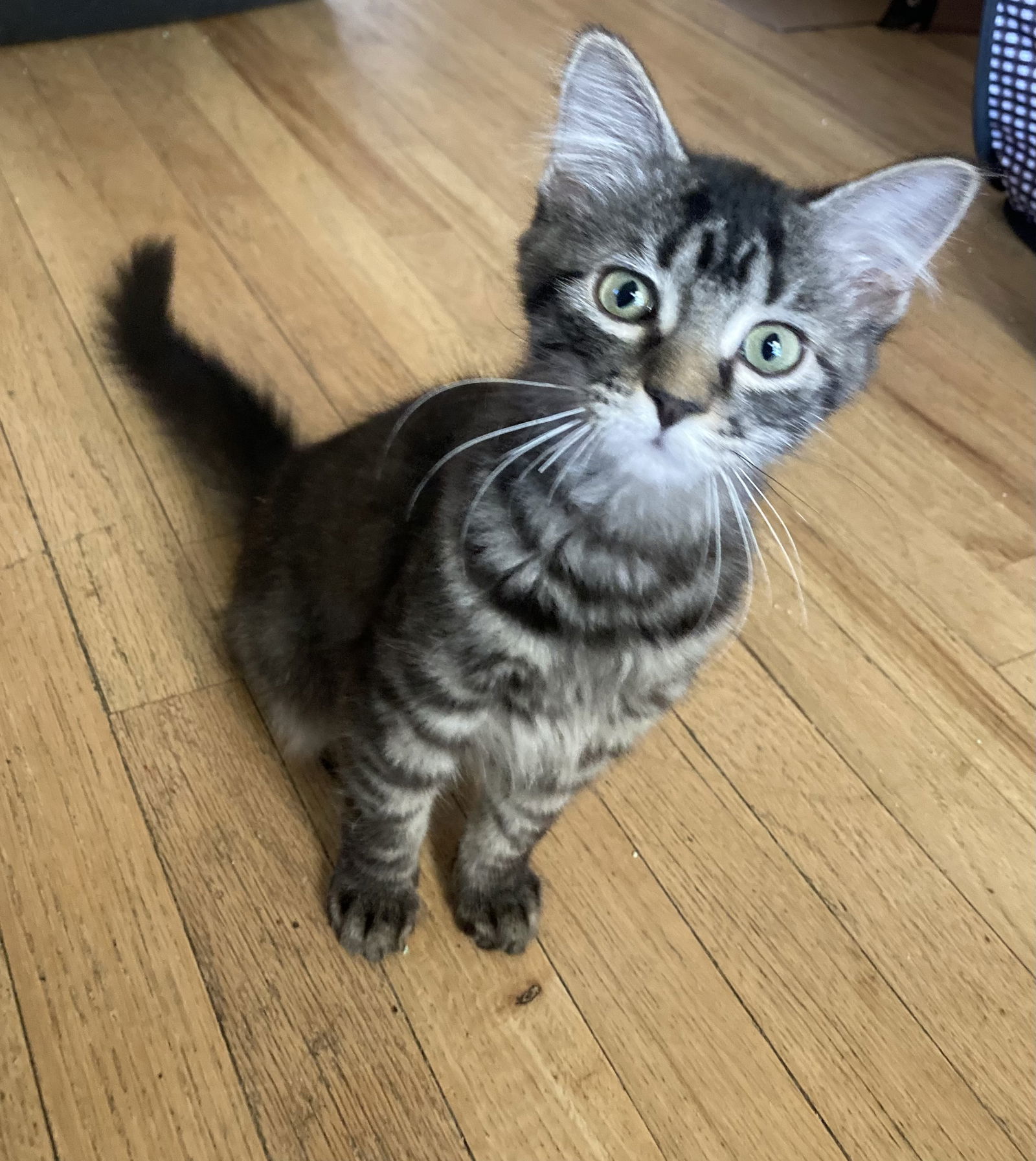 Ziti, an adoptable Domestic Short Hair in Laramie, WY, 82073 | Photo Image 1