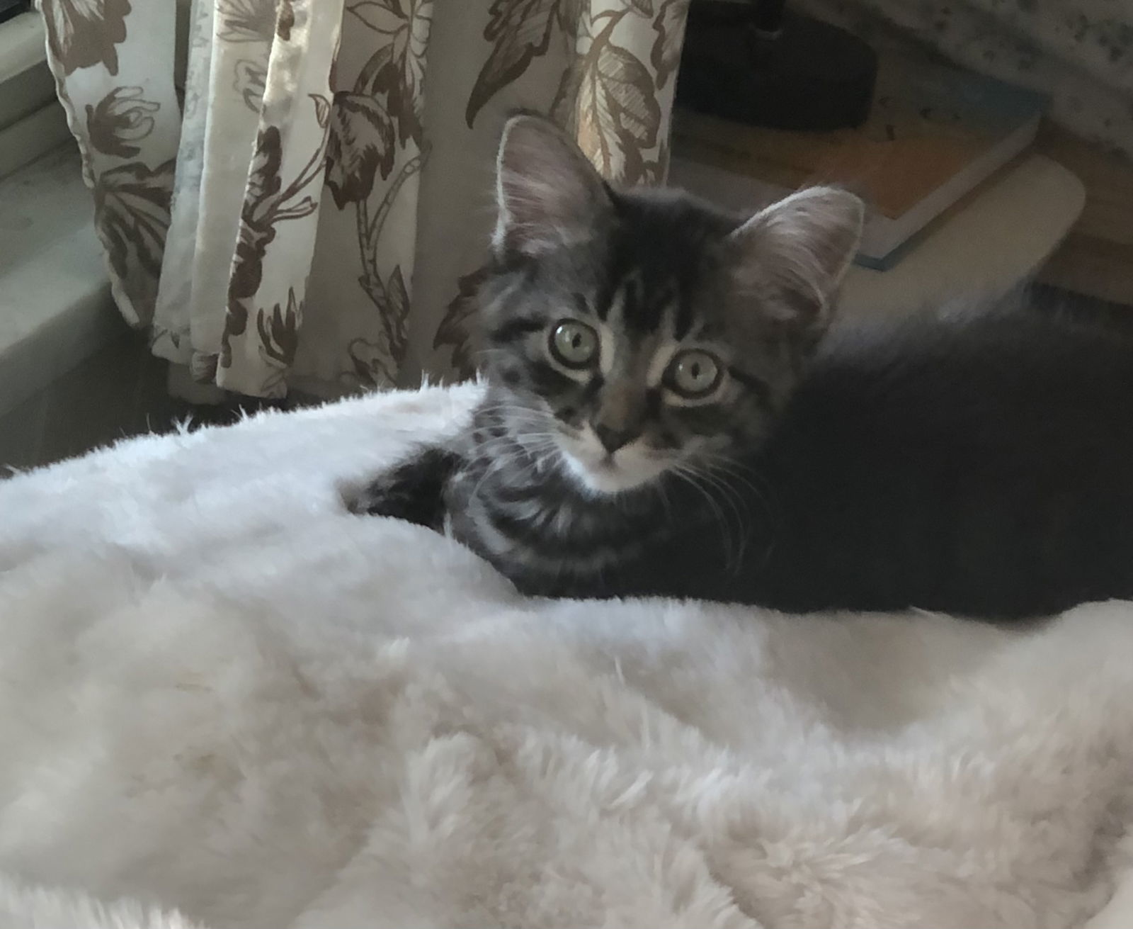 Ziti, an adoptable Domestic Short Hair in Laramie, WY, 82073 | Photo Image 2