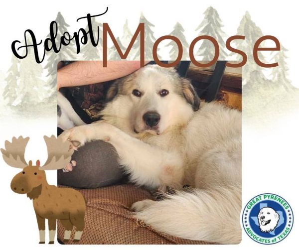 Moose photo 1